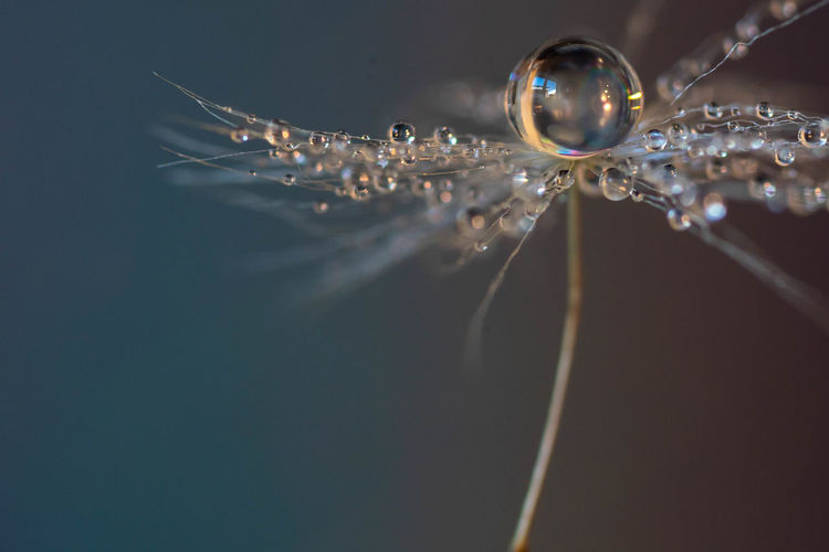 Water drops on a dandelion seed