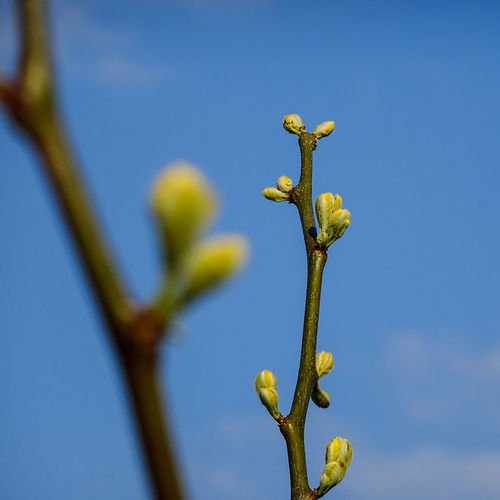 Close-up of stems against clear blue sky