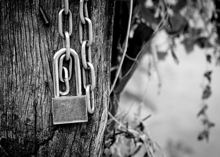 Close-up of padlocks hanging on tree