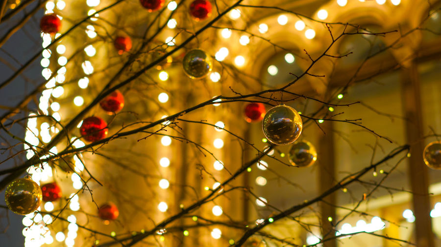 Low angle view of christmas lights hanging from tree
