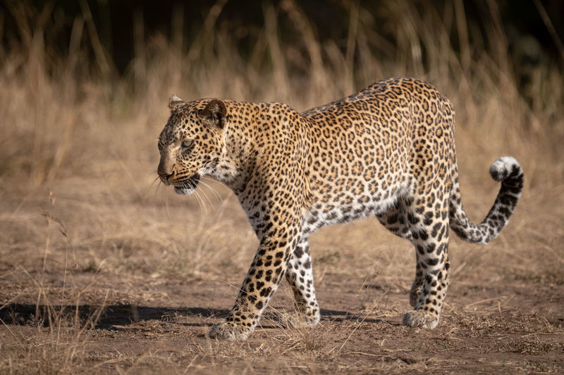 Leopard walks over sandy ground in savannah
