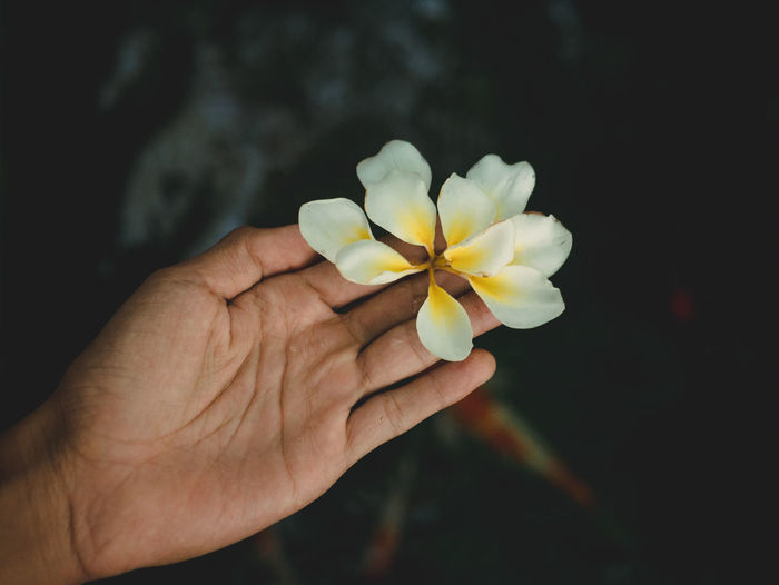 Rare 10 petals flowers found in sudaji, singaraja, bali, indonesia