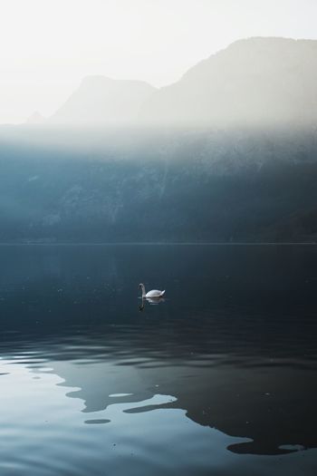 Majestic swan swimming on the mountain lake in morning mist. calmness nature background