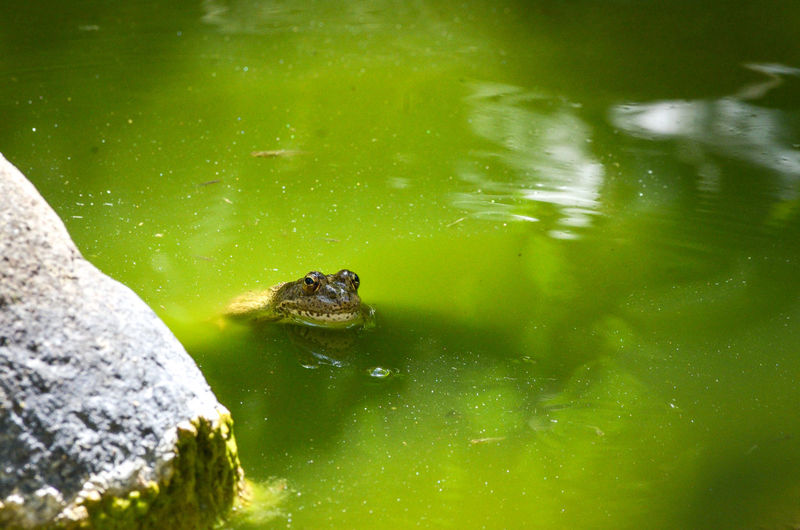 High angle view of turtle swimming in lake