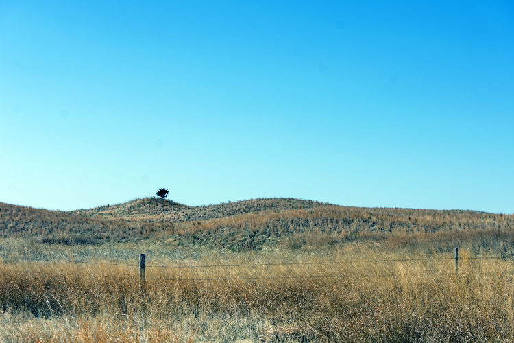 Scenic view of a lone tree growing in a vast field against clear sky