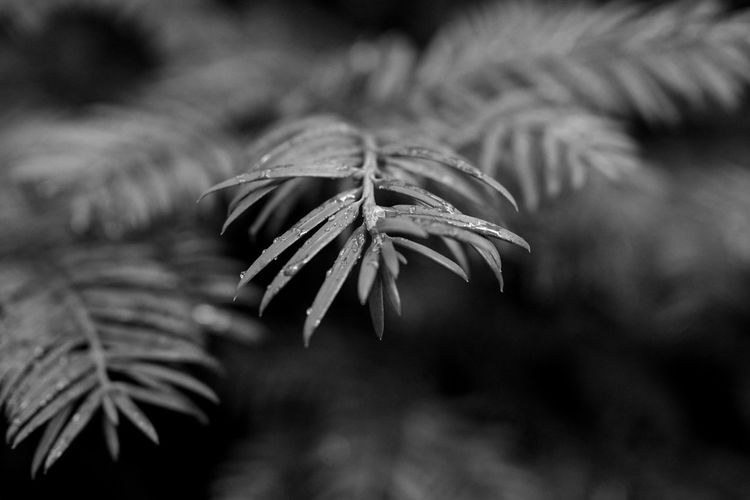 Close-up of leaves on plant