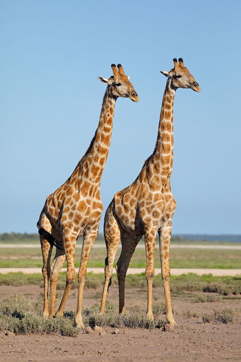 Two giraffes - giraffa camelopardalis - on the plains of etosha national park, namibia