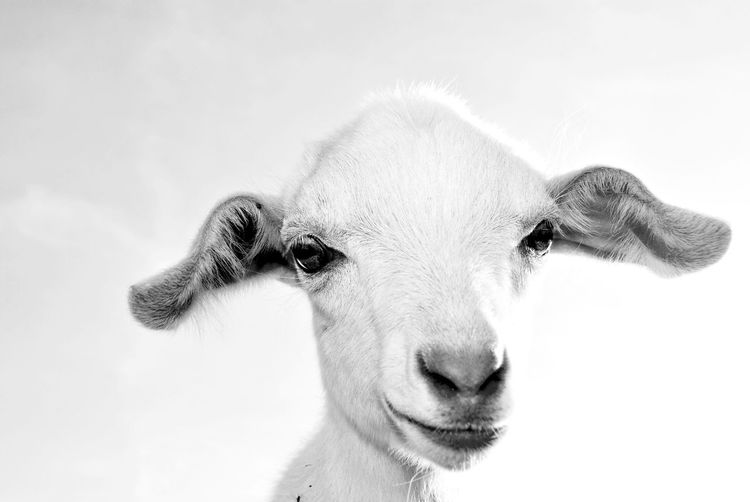 Close-up portrait of goat against sky