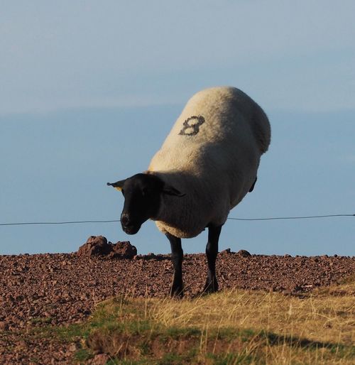 Sheep jumping over cable on field