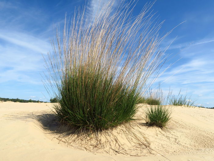 Scenic view of sand dune in desert against blue sky