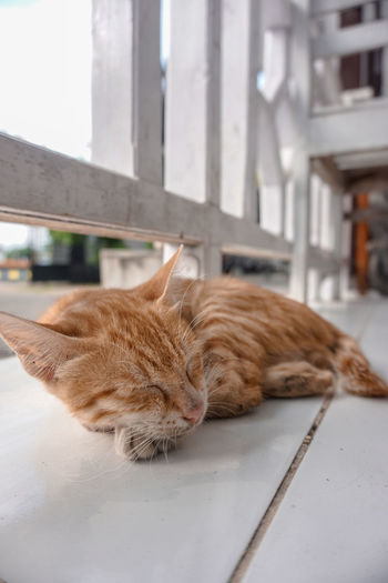 Cat sleeping on floor by railing
