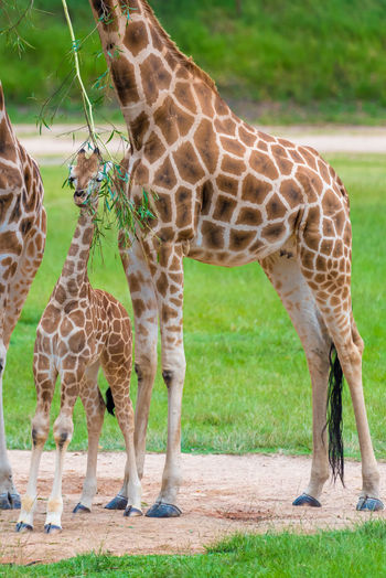 Giraffe family standing in zoo