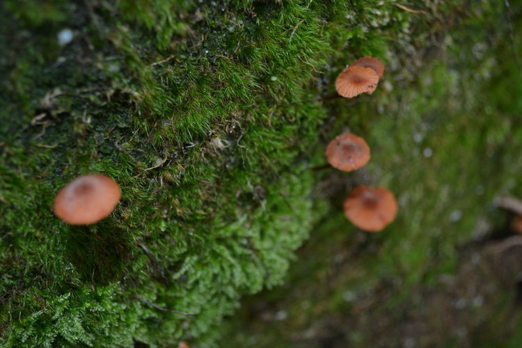 Close-up of mushrooms growing on tree in forest