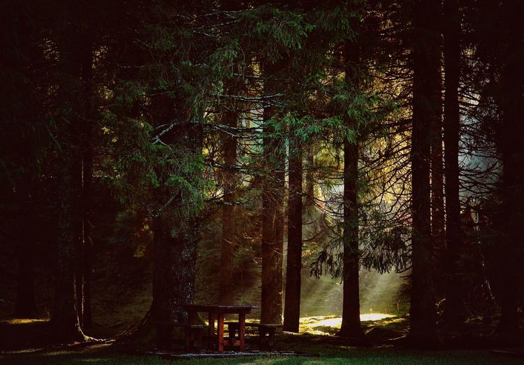 Trees in forest