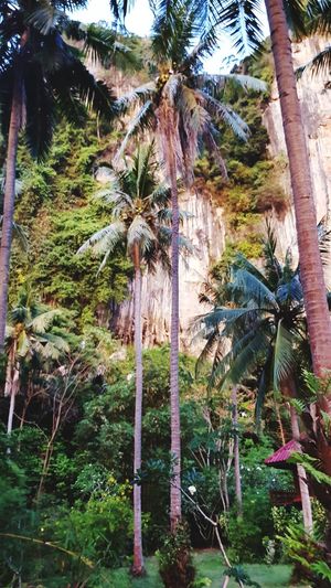 Low angle view of coconut palm trees in forest
