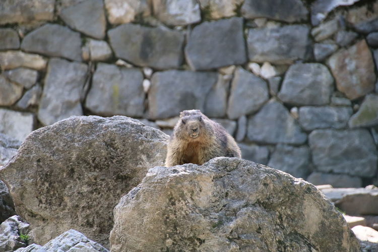 View of an animal on rock