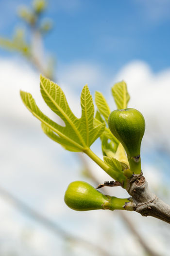 Figs on a tree with a cloudy sky background