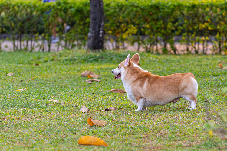 Portrait of a dog on field