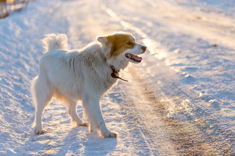 Full length of dog on snow covered land