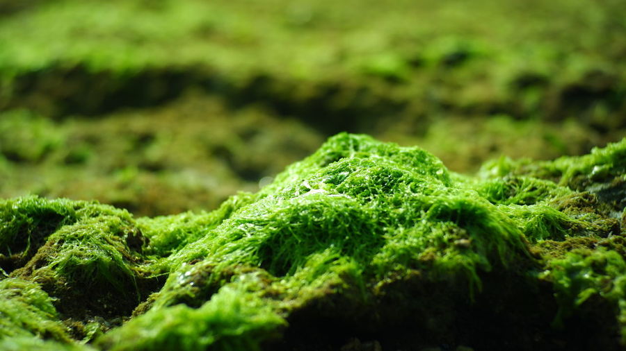 Close-up of moss growing on land