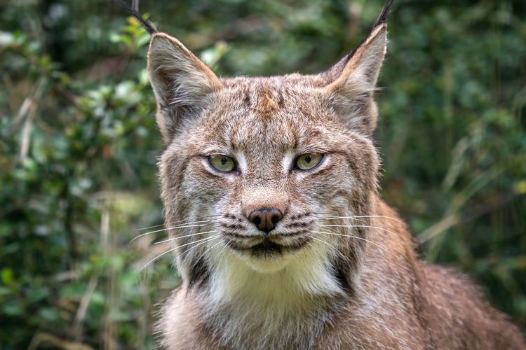 Portrait of a canadian lynx, lynx canadensis