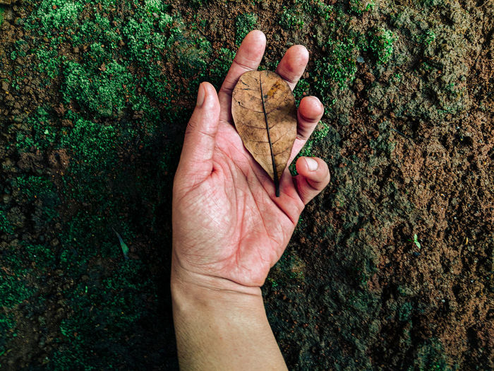 Close-up of hand holding heart shape leaf