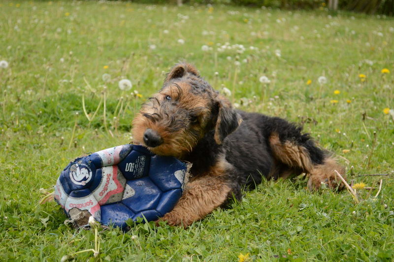 Airedale terrier relaxing on field