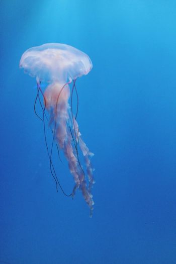 Full length of jellyfish swimming underwater