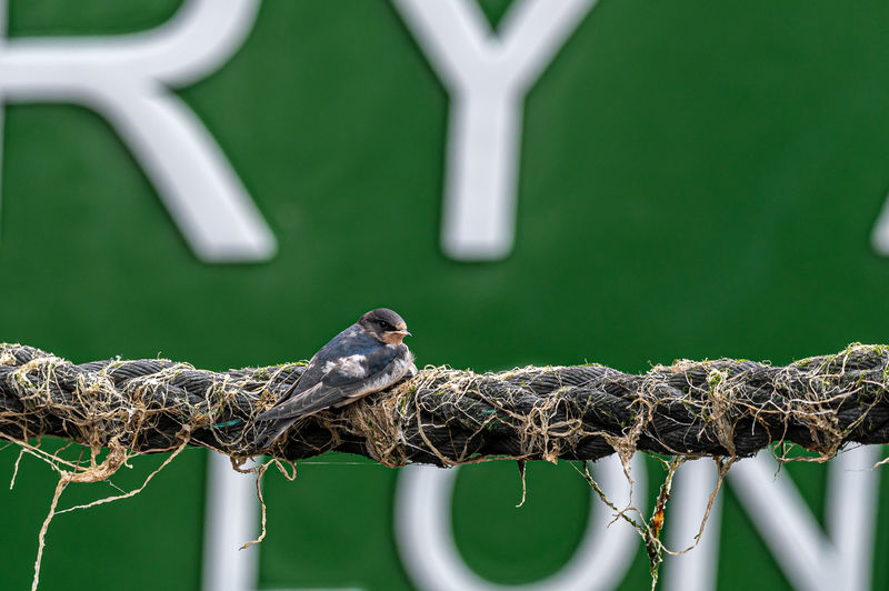 Swallows perched on boat mooring rope