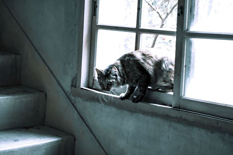 Portrait of cat relaxing by window