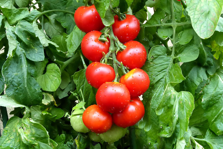 Close-up of wet tomatoes on plant