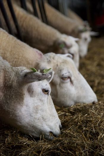 Sheep eating hay in farm