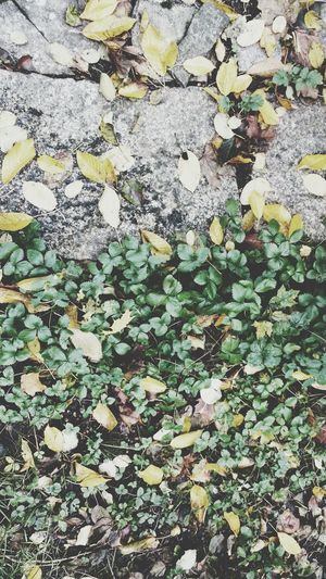 Full frame shot of leaves