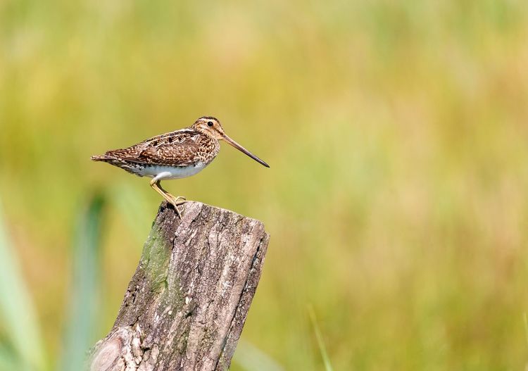 Close-up of bird perching on wood