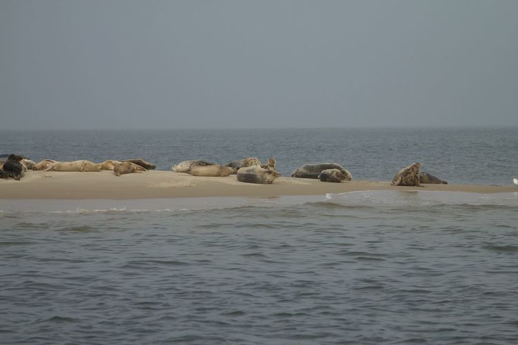 View of birds swimming in sea against clear sky