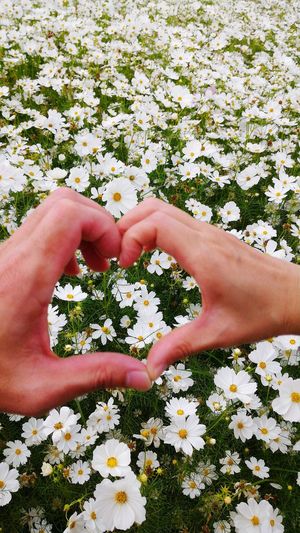Cropped image of hand making heart shape over cosmos flowers blooming outdoors
