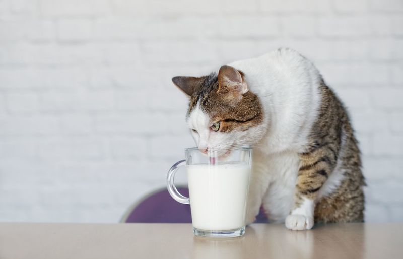 Cat drinking milk from cup on table