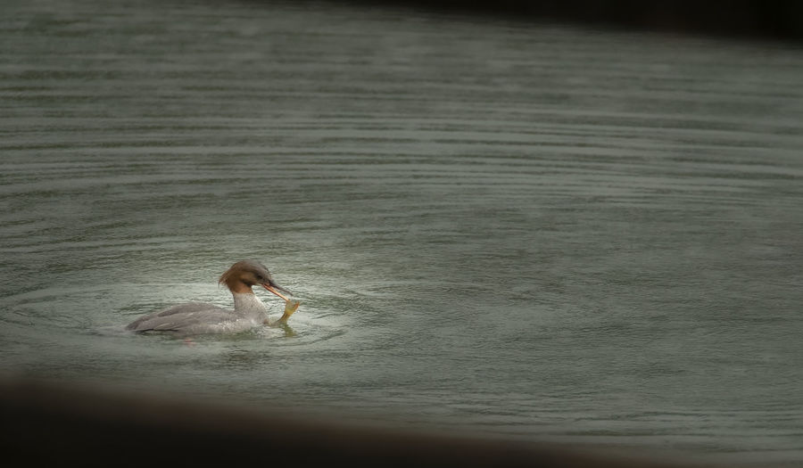View of a duck swimming in lake
