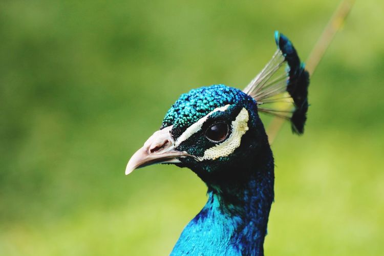A peacock headshot