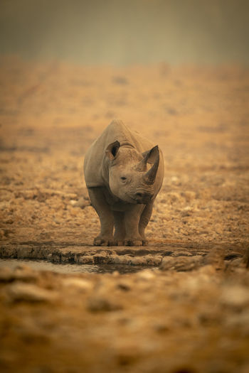 Black rhino stands eyeing camera by waterhole