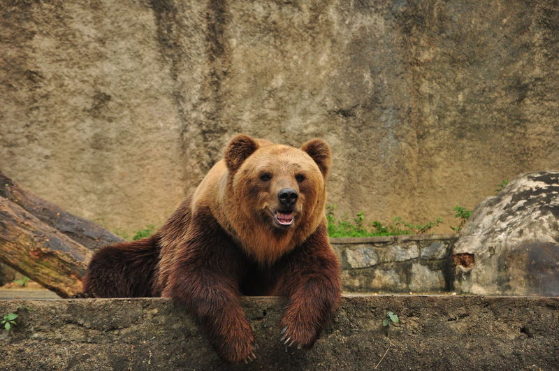 Grizzly bear relaxing at zoo