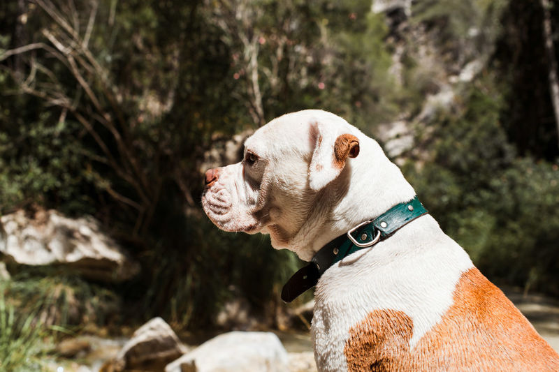 American bulldog sitting by river, profile shot