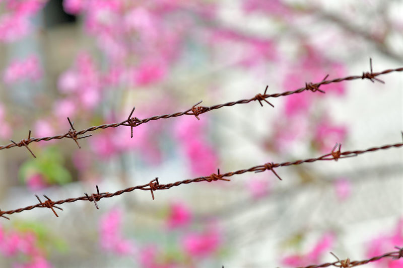 Close-up of barbed wire against fence