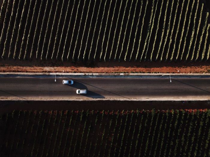 Directly above shot of cars amidst vineyard on road