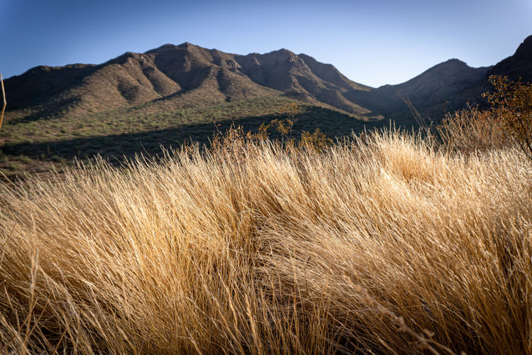 Scenic view of field against clear sky