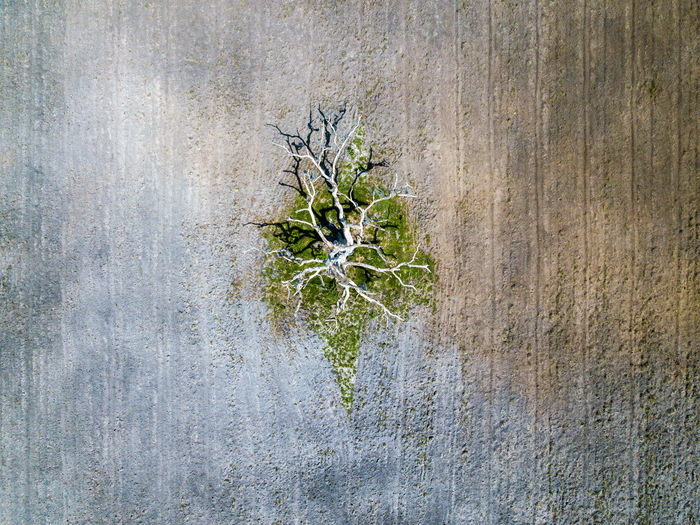 Aerial view of bare tree on field