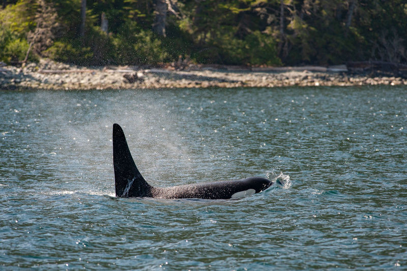 Orca in broughton archipelago marine provincial park