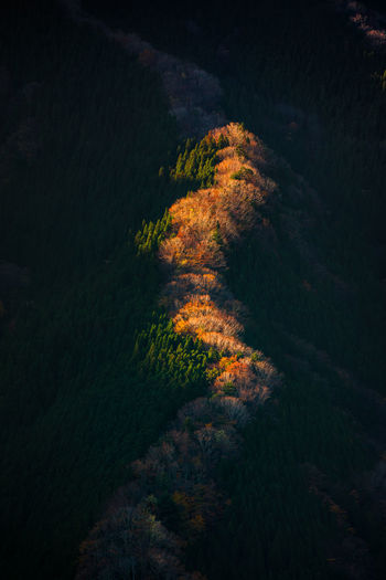 High angle view of trees on land