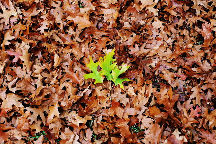 Full frame shot of fallen maple leaves