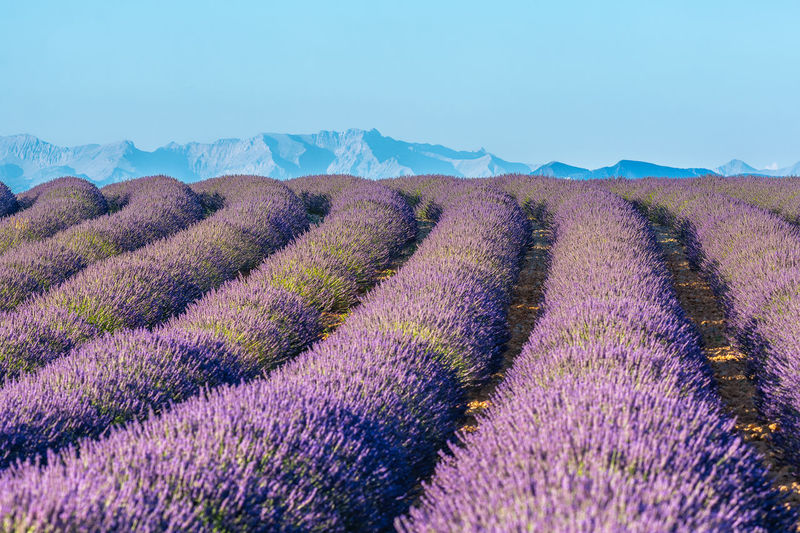 Scenic view of lavender field in provence against the french alps